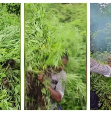 പാലക്കാട് വനത്തിനുള്ളിൽ കഞ്ചാവ് തോട്ടം; പോലീസ് സംഘം പരിശോധനയ്ക്ക് എത്തിയത് 5 കിലോമീറ്റർ നടന്ന്; നശിപ്പിച്ചത് 70 കോടി വിലമതിക്കുന്ന ലഹരി