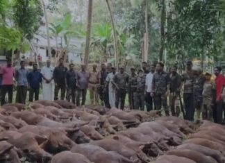 18 മണിക്കൂര് നേരം, 6 വേട്ട നായക്കൾ, 9 ഷൂട്ടര്മാര്; സമീപ കാലത്തെ ഏറ്റവും വലിയ ദൗത്യം: പാലക്കാട് ഓങ്ങല്ലൂരില് വെടി വച്ച് കൊന്നത് 87 കാട്ടുപന്നികളെ