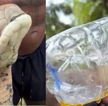 രാജവെമ്പാലയെ കയ്യിലെടുത്ത് കഴുത്തിൽ പിടിച്ച് വിഷം ശേഖരിക്കാൻ ശ്രമിച്ച് യുവാവ്; പിന്നീട് സംഭവിച്ചത് കണ്ടോ? വീഡിയോ