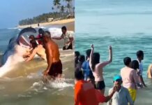 വർക്കല തീരത്ത് ജീവനോടെ കരക്കടിഞ്ഞത് കൂറ്റൻ തിമിംഗലസ്രാവ്; നാട്ടുകാർ ഒരുമിച്ച് രക്ഷാപ്രവർത്തനത്തിന് ഇറങ്ങിയതോടെ ജീവനോടെ രക്ഷിച്ച് കടലിൽ തിരികെ വിട്ടു: വൈറൽ വീഡിയോ ദൃശ്യങ്ങൾ കാണാം