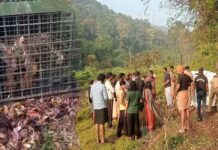 റാന്നിയെ വിറപ്പിച്ച കടുവ കൂട്ടിലായി; ഒഴിവായത് രണ്ടുമാസത്തെ ഭീതി: വിശദാംശങ്ങൾ വായിക്കാം