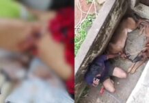 പ്ലസ് ടു വിദ്യാർത്ഥിയെ വളഞ്ഞിട്ട് ആക്രമിച്ച് വളർത്തു നായ്ക്കൾ; ഞെട്ടിക്കുന്ന സംഭവം തിരുവനന്തപുരത്ത്: വിശദാംശങ്ങൾ വായിക്കാം