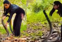 ചീറി കൊണ്ട് കൊത്താൻ ആഞ്ഞ് കൂറ്റൻ രാജവെമ്പാല; പിന്നീട് യുവതിക്ക് സംഭവിച്ചത് കണ്ടോ? വൈറൽ വീഡിയോ