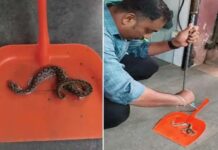 ഇളക്കി മാറ്റിയ മൊബൈൽ സ്ക്രീൻ ഗാർഡിൽ ഒട്ടിപ്പിടിച്ച് അണലി കുഞ്ഞ്; പാമ്പിൻ കുഞ്ഞിനെ രക്ഷിച്ചത് ഫോറസ്റ്റ് ഉദ്യോഗസ്ഥർ: കണ്ണൂരിൽ നിന്നുള്ള വീഡിയോ ദൃശ്യങ്ങൾ കാണാം