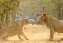 പെൺ സിംഹത്തിന്റെ ഗർജനത്തിന് മുന്നിൽ മുട്ടുമടക്കി കാട്ടിലെ രാജാവ്; വൈറലായി ഗുജറാത്തിൽ നിന്നുള്ള വീഡിയോ ദൃശ്യങ്ങൾ: ഇവിടെ കാണാം