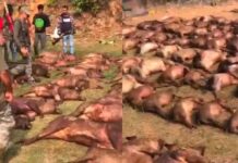 മലപ്പുറം വട്ടംകുളത്ത് ‘മെഗാ’ കാട്ടുപന്നി വേട്ട; രണ്ടുദിവസത്തിനിടയിൽ വെടിവെച്ച് കൊന്നത് 182 കാട്ടുപന്നികളെ: വിശദാംശങ്ങൾ വായിക്കാം