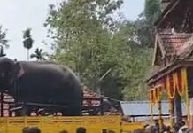 അന്നമനട ക്ഷേത്രോത്സവത്തിനിടെ ആന ഇടഞ്ഞു; യുവാവിനെ തുമ്പികൈ കൊണ്ട് തൂക്കി എറിഞ്ഞു: ഞെട്ടിക്കുന്ന വീഡിയോ ദൃശ്യങ്ങൾ കാണാം