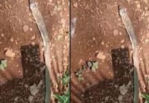 പാമ്പ് ഭീതിക്കിടെ എറണാകുളത്ത് ചക്ക വീണ് പാമ്പ് ചത്തു, വിശദാംശങ്ങൾ വായിക്കാം