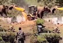 കാട് സംരക്ഷിക്കാൻ ജെസിബിയുമായി മല്ലിടുന്ന ഒറ്റയാൻ; ഹൃദയസ്പർശിയായ വീഡിയോ ദൃശ്യങ്ങൾ കാണാം