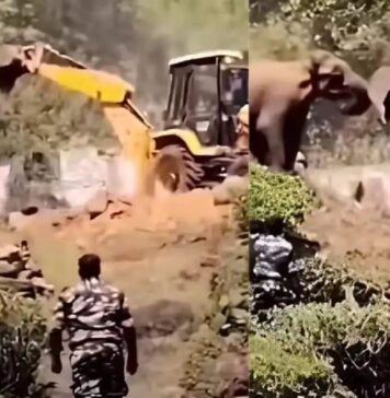 കാട് സംരക്ഷിക്കാൻ ജെസിബിയുമായി മല്ലിടുന്ന ഒറ്റയാൻ; ഹൃദയസ്പർശിയായ വീഡിയോ ദൃശ്യങ്ങൾ കാണാം