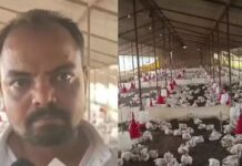 വിവാഹ ഘോഷയാത്രയിൽ ഉച്ചത്തിലുള്ള ഡിജെ; കാതടപ്പിക്കുന്ന ശബ്ദം കേട്ട് 140 കോഴികൾ ചത്തു: വിശദാംശങ്ങൾ വായിക്കാം