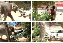 രണ്ടുമണിക്കൂര് ഭീതിപരത്തി കൊമ്പൻ; മയക്കുവെടി വെച്ചു, രണ്ടാം പാപ്പാന് ഗുരുതര പരിക്ക് , സംഭവം അങ്കമാലിയിൽ; വിശദാംശങ്ങൾ വായിക്കാം