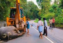 നാടുകാണി ചുരത്തിൽ കടുവയുടെ ആക്രമണം; കൊല്ലപ്പെട്ട കാട്ടാനയുടെ ജഡം കണ്ടെത്തി: വിശദാംശങ്ങൾ വായിക്കാം