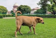 തെരുവ് നായ ആക്രമണങ്ങള്ക്കിടെ അപകടകാരികളായ നായകളെ കൊല്ലാന് അനുമതി നല്കി സുപ്രീംകോടതി; വിശദാംശങ്ങൾ വായിക്കാം