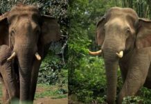 ഒഴുക്കിൽപ്പെട്ടിട്ടും രക്ഷപ്പെടാൻ ചെറു ശ്രമം പോലും നടത്തിയില്ല; ചില്ലി കൊമ്പന്റേത് ആത്മഹത്യ എന്ന വിദഗ്ധർ: വീഡിയോ ദൃശ്യങ്ങൾ കാണാം