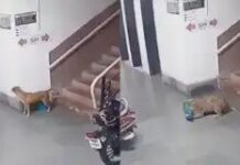 ഐഐടി ബോംബെ ക്യാമ്പസിൽ പുലിയിറങ്ങി; തെരുവുനായ കടിച്ചു കീറുന്ന ദൃശ്യങ്ങൾ പുറത്ത്: വീഡിയോ