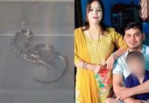 ഉറക്കം ഗുളിക കൊടുത്തു മയക്കിയ ശേഷം ഭർത്താവിനെ വിഷ പാമ്പിനെ കൊണ്ട് കടിപ്പിച്ച് കൊലപ്പെടുത്തിയ കേസ്: പ്രതിയായ ഭാര്യയുടെ ഞെട്ടിക്കുന്ന മൊഴി പുറത്ത്; വിശദാംശങ്ങൾ വായിക്കാം